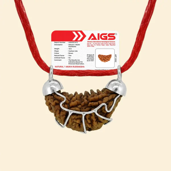 Original Indian 1 Mukhi Rudraksha